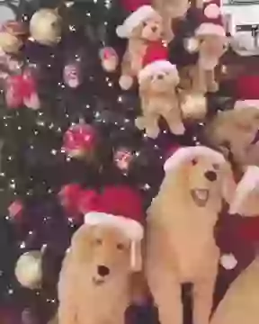 Merry Christmas Status