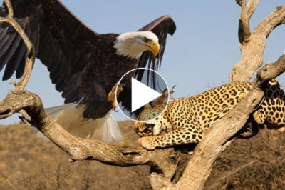 Leopard Risks Everything at a High Altitude to Raid an Eagle's Nest