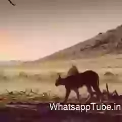 Amazing Big Cat Jump Video