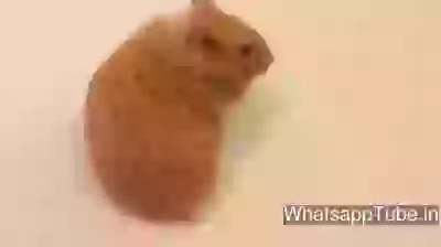 Amazing mouse making Heart