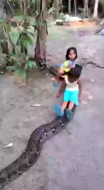 Anaconda Long Drive For Little Girl So Cute Status Video