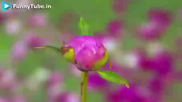 EID Mubarak Happy EID wish video