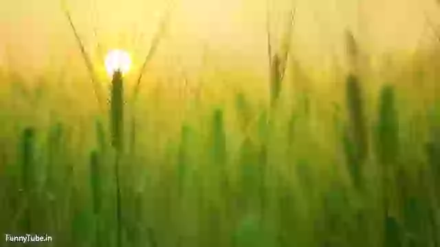 Beautiful Good Morning Status For Whatsapp