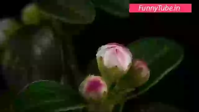 Beautiful Good Morning Wish Status Video