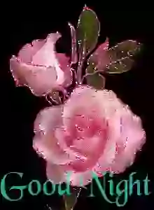 Beautiful Good Night Greeting Whatsapp Status GIF