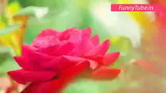 Beautiful Song For Good Morning Whatsapp Status Video