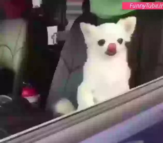 Funniest Video Of 2018 Must Watch