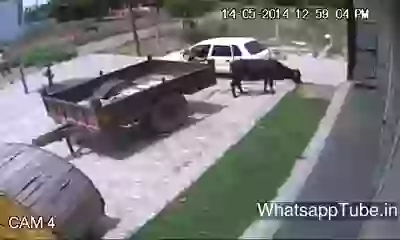 Bhayanak Gay Ki Chori