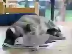 Bird And Cate Friends