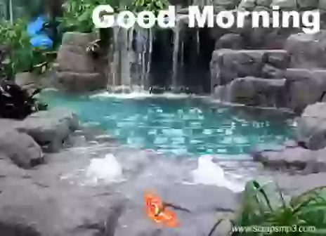 Butterfly Good Morning GIF For Share