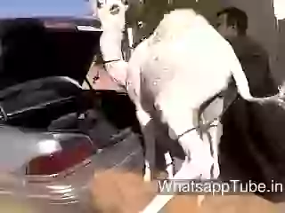 Camle In The Car Crucial Moment