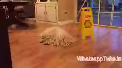 Can you guess what is this