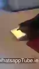 Cat Finding Mouse In Tablet