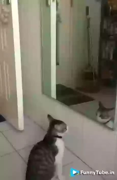 Cat Is Trying To Practice For Garba Funny Cat Dance Video.