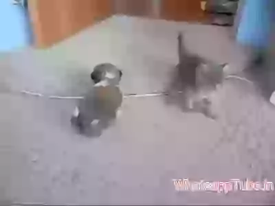 Cat and Dog playing very nice video