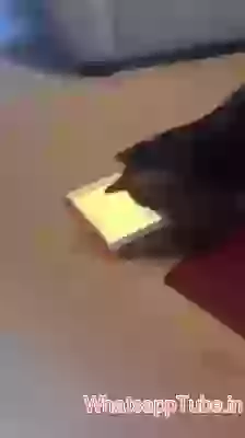 Cat and mouse face off