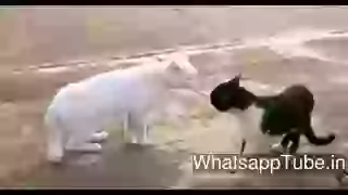 Cat fight viral video funny videos whatsapp