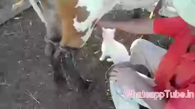 Cat having pure milk