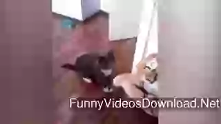 Cat repeatedly punching a toy tiger