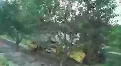 Cherry picking machine