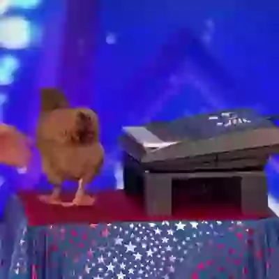 Chicken Playing Piano Amazing Video