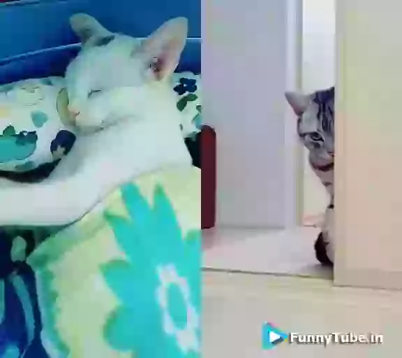 Chup Chup Ke Dekha Kare Cat Version Desi Funny