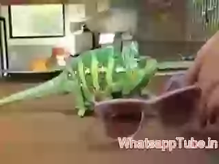 Colour changing lizard