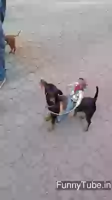 Cow Boy Practice For Next Birth