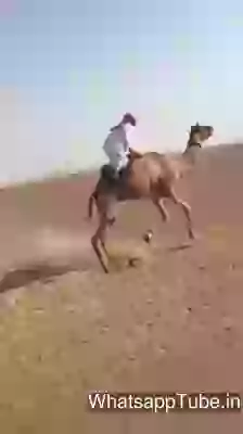 Crazy Camel Ride At Dubai