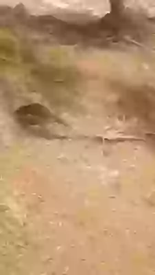 Crazy Jeep Driver In Flood