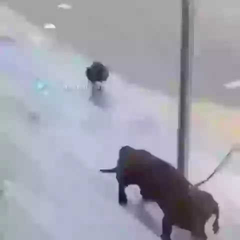 Crow Teasing Dog Animal Funny Whatsapp Video