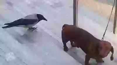 Crow teasing Dog