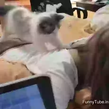 Cute Cate And Hot Girl Funny Moments