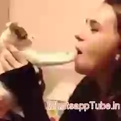 Cute Cate Bite Funny