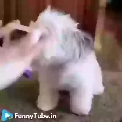 Cute Little Puppy Ready For Party