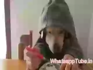 DOg Eating with Hands