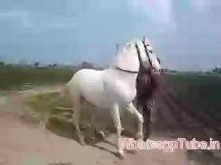 Dancing horse