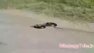 Dancing snake