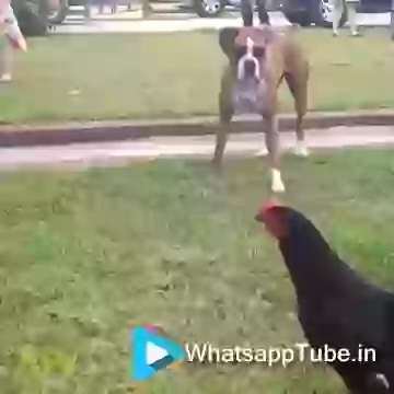 Dekho Bhokne Wale Kutte