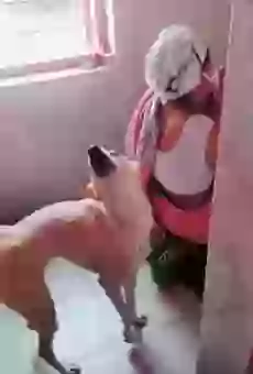 Collection Of Prank Videos Funny Whatsapp Video