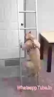 Dog Climb Amazing