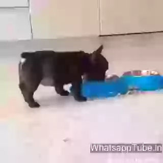 Dog Funny Moment When Eating