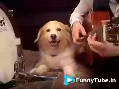 Dog Playing Drum So Adorable