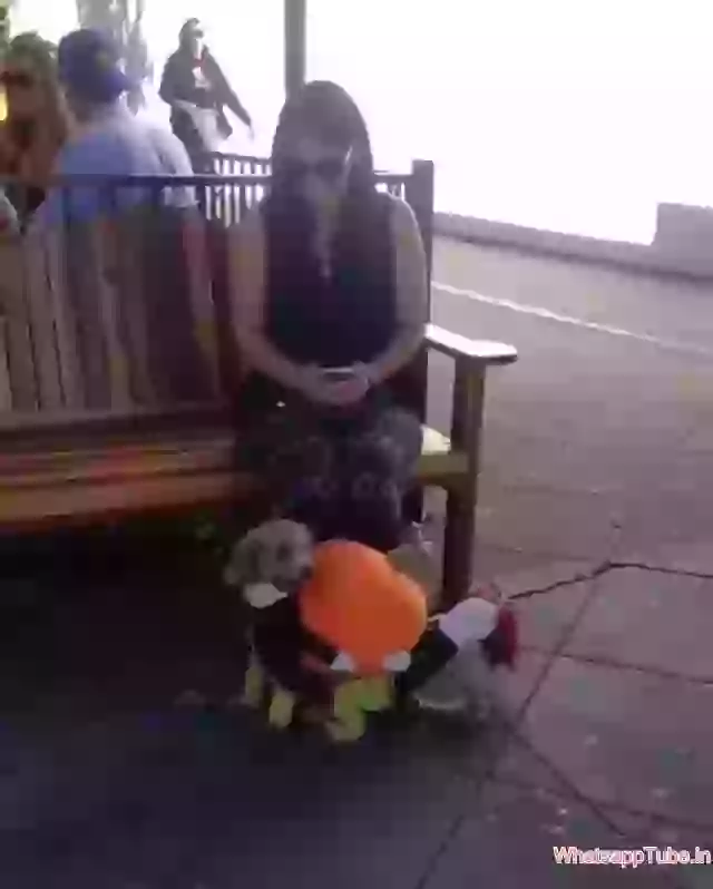 Dog Wearing Funny Costume