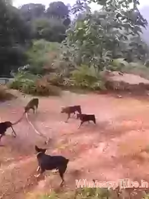 Dog and snake hillarious video