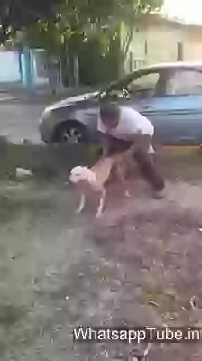 Dog climbing wall video slow motion