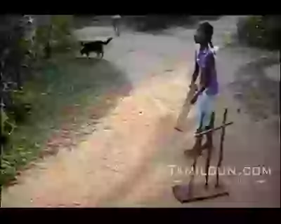 Dog playing cricket