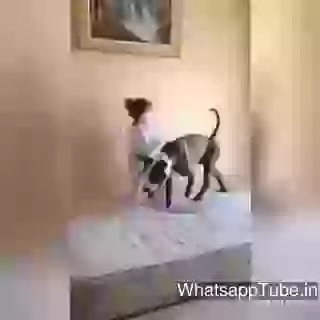 Doggy Love To Jump There