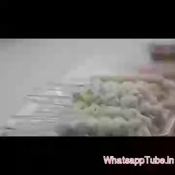 Dogs are so loyal Amazing