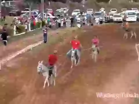 Donkey race